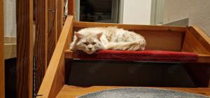 Maine Coon Deckkater sucht Beziehung wenn auch leider nur für eine kurze Zeit :-) Bild 9