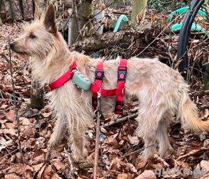 Hündin Billa sucht ihr Zuhause Bild 2