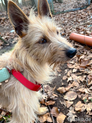 Hündin Billa sucht ihr Zuhause Bild 3