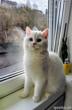 deckkater bkh  weiß 