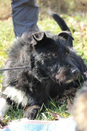 Zsivany, z.Zt. in Ungarn, hübscher Bub in der Black Edition