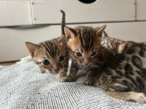 Bengal Kitten