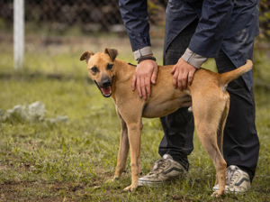 *MARO* Menschen gegenüber ist er lieb und freundlich, bei Hunden bevorzugt er Hündinnen