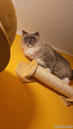 Ragdoll Dame mit Stammbaum 