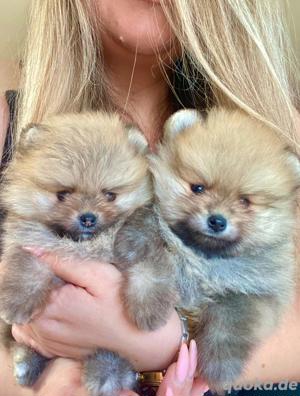 Pomeranian Spitz