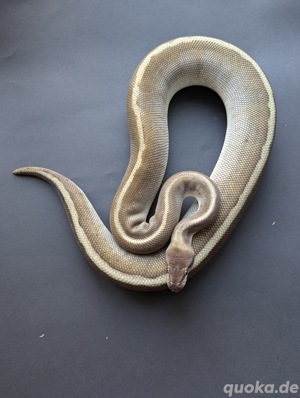 0.1 HGW Mojave GHI Granite NZ22 