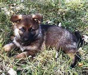 Vitale Deutsche Schäferhund Welpen in dunkelgrau und grau-braun Bild 5