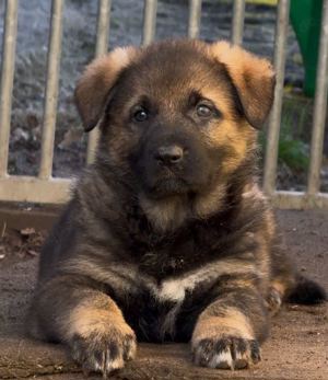 Vitale Deutsche Schäferhund Welpen in dunkelgrau und grau-braun Bild 4