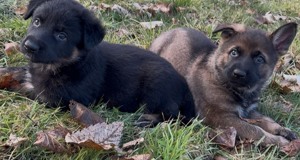 Vitale Deutsche Schäferhund Welpen in dunkelgrau und grau-braun Bild 6