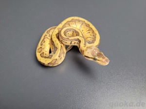 1.0 Pastel Leopard Pinstripe DH DG Pied 50% het. Cryptic 
