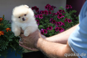   3 bezaubernde Pomeranian-Welpen bereit für ihr neues Zuhause!  