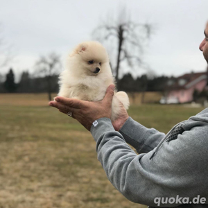   3 bezaubernde Pomeranian-Welpen bereit für ihr neues Zuhause!   Bild 2