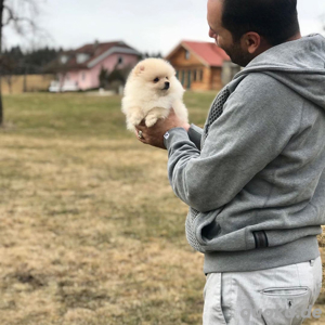   3 bezaubernde Pomeranian-Welpen bereit für ihr neues Zuhause!   Bild 4