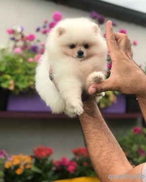   3 bezaubernde Pomeranian-Welpen bereit für ihr neues Zuhause!   Bild 3