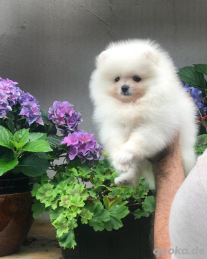   3 bezaubernde Pomeranian-Welpen bereit für ihr neues Zuhause!   Bild 5