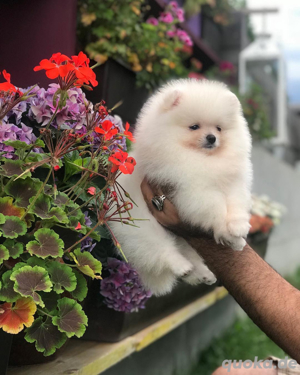   3 bezaubernde Pomeranian-Welpen bereit für ihr neues Zuhause!   Bild 6