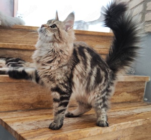 Maine Coon wunderschöne kitten 
