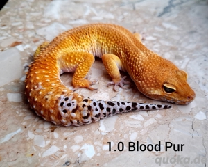 leopardgeckos 