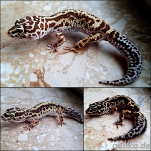 leopardgeckos 