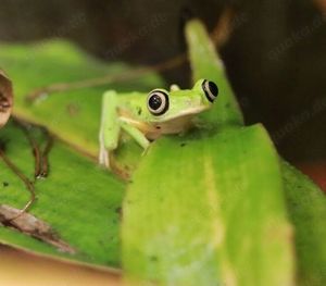 Agalychnis lemur - Lemur Laubfrosche, Greiffrösche 