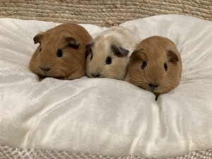Niedliche California Rasse- Meerschweinchen - Kinder in liebevolle Hände abzugeben