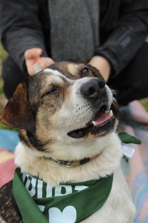 Folti, z. Zt. in Ungarn, freundlichen und höflichen Wesen begeistert er die Leute auf der Station