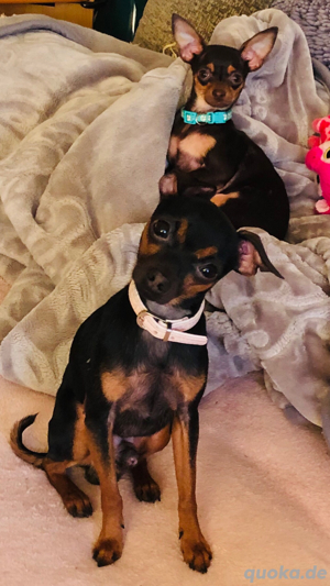 Unser Leo (Deckrüde) und Kira sucht neue zu Hause