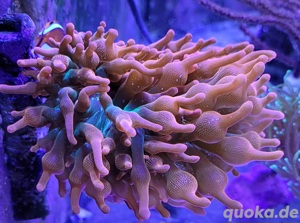 Meerwasser Sunburst Quadricolor Anemone 