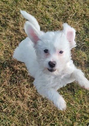 1Welpe, Chinesischer Schopfhund - Terrier - Mischlinge, Rüde, Hündin