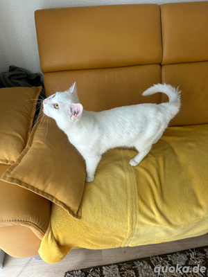 Ich suche seid 1 Wochen meiner Kater ist männlich ca 1 ,5 Jahr alt 