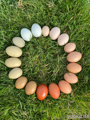 Bruteier Buntleger Grünleger F1-3 Marans Opal Cream Legbar Silverudds Meierijs Hoen