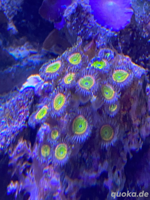 Pumpende Xenia  und weitere koralle ableger 