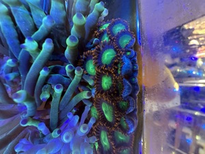 Krustenanemonen auf magnetischer Terrasse