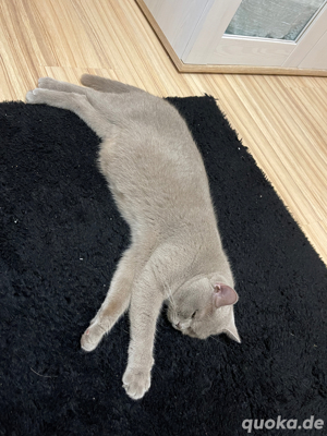 BKH Katze