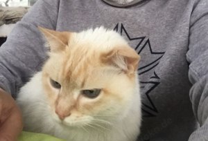 Kater Murascha .  GESUCHT!