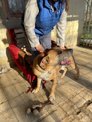 Jürgen, PS in Ungarn, ist ein aktiver, loyaler und kluger Schäferhund-Mix Bild 8
