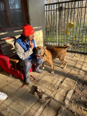 Jürgen, PS in Ungarn, ist ein aktiver, loyaler und kluger Schäferhund-Mix Bild 6
