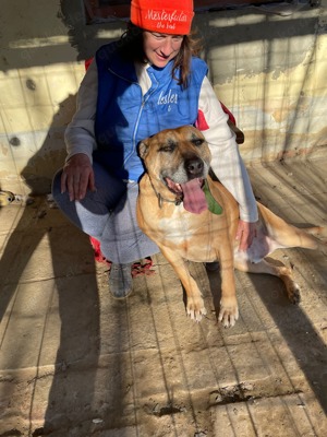 Jürgen, PS in Ungarn, ist ein aktiver, loyaler und kluger Schäferhund-Mix Bild 10