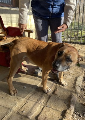 Jürgen, PS in Ungarn, ist ein aktiver, loyaler und kluger Schäferhund-Mix Bild 5