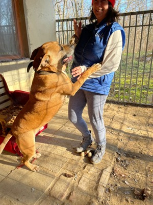 Jürgen, PS in Ungarn, ist ein aktiver, loyaler und kluger Schäferhund-Mix Bild 2