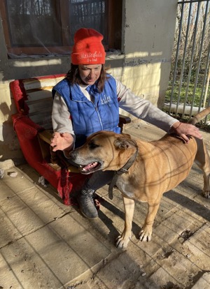 Jürgen, PS in Ungarn, ist ein aktiver, loyaler und kluger Schäferhund-Mix Bild 4