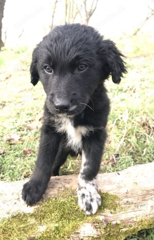 Nur noch einer unserer Aussie-Bernedoodle Welpen sucht seine Menschen für's Leben. Doodle   Welpen Bild 3