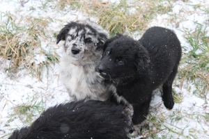 Nur noch einer unserer Aussie-Bernedoodle Welpen sucht seine Menschen für's Leben. Doodle   Welpen Bild 4