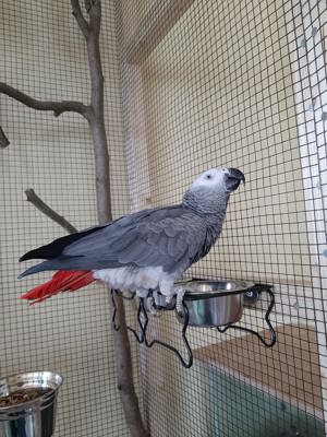 Graupapageien Pärchen