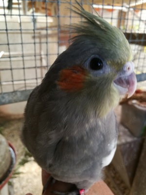 Nymphensittiche-Standard-Wildfarbe-junge-ältere auf Tel.Anfrage Bild 5