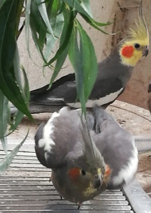 Nymphensittiche-Standard-Wildfarbe-junge-ältere auf Tel.Anfrage Bild 3