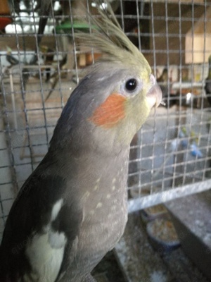 Nymphensittiche-Standard-Wildfarbe-junge-ältere auf Tel.Anfrage Bild 6