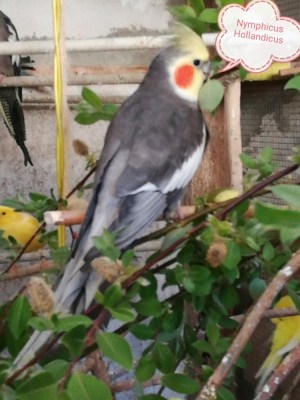 Nymphensittiche-Standard-Wildfarbe-junge-ältere auf Tel.Anfrage Bild 4