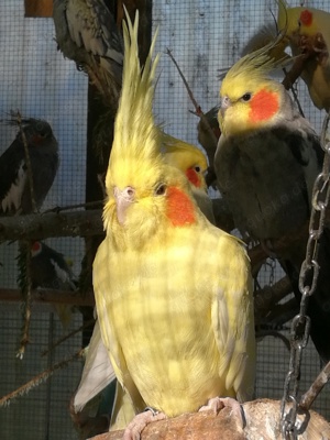 Nymphensittiche-Standard-Mutationen-junge-ältere auf Tel.Anfrage Bild 2