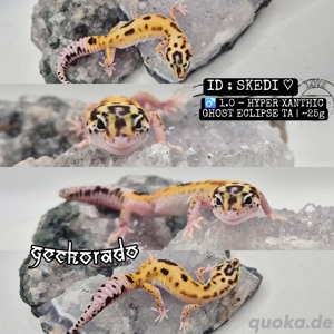 1.0 Leopardgecko Männchen - HX Ghost Eclipse TA 